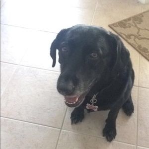 Meet your Posher, Jake